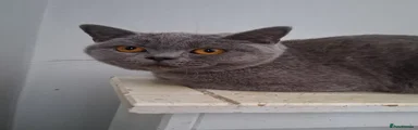 Kitten Three: Hawkeye