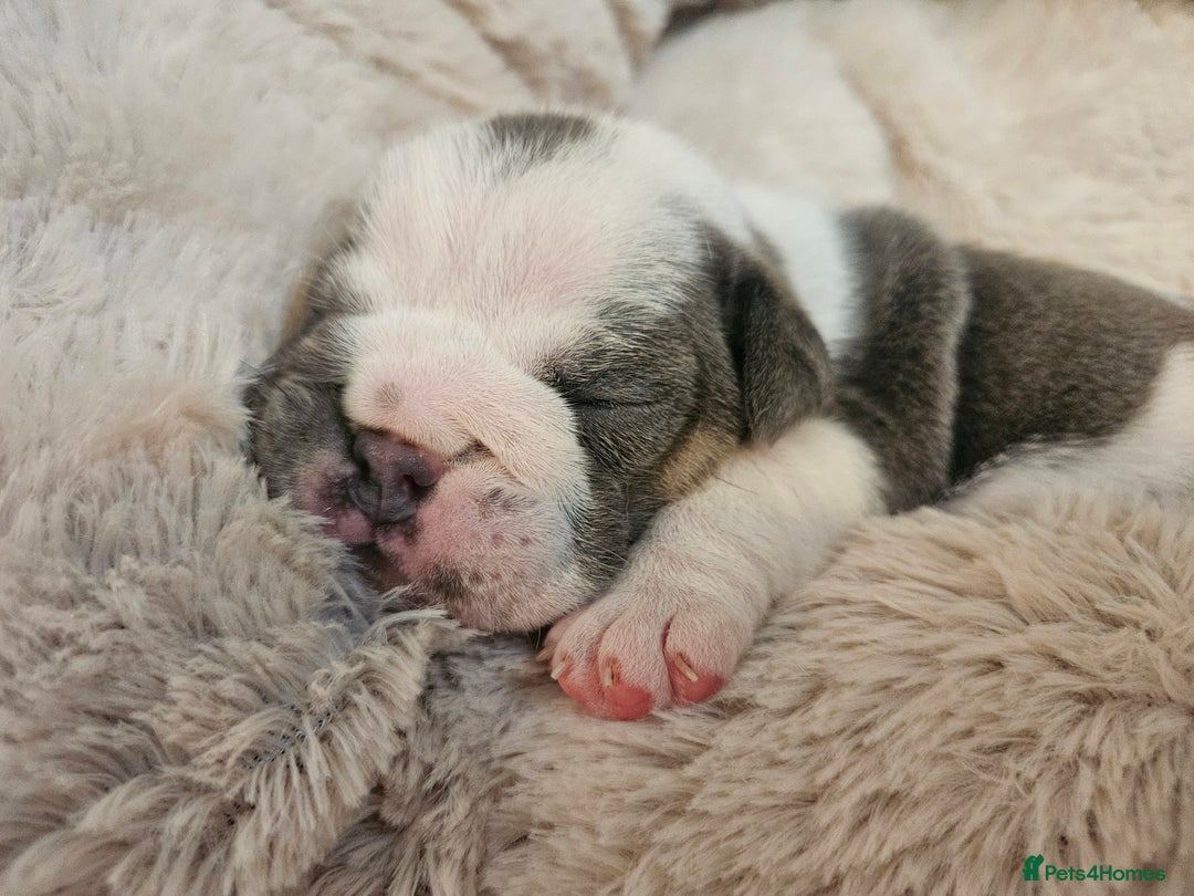 English Bulldog dogs for sale: Outstanding KC English Bulldogs, Top Quality Pups - Image 15