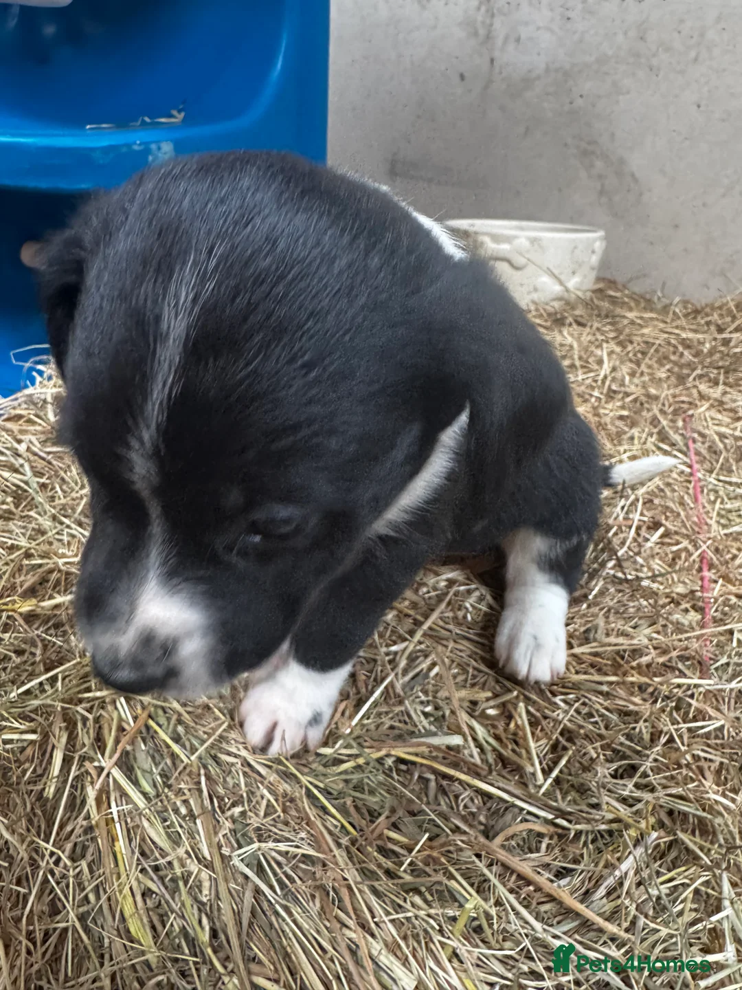 Sprollie dogs for sale: Beautiful Sprollie puppies - Advert 13