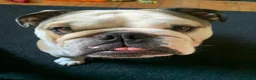 English Bulldog dogs for sale: Rehoming Rocco  - Advert 2