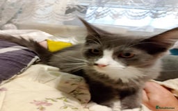 Maine Coon cats for sale: Two beautifull Maine conn boys - Image 7