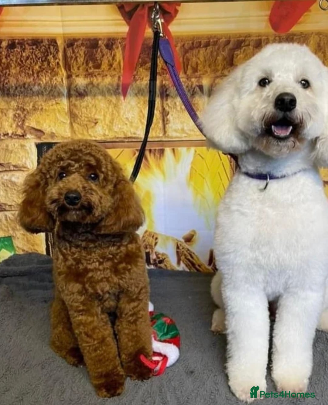 Cavapoo dogs for sale: Stunning chunky cavapoos - Advert 16