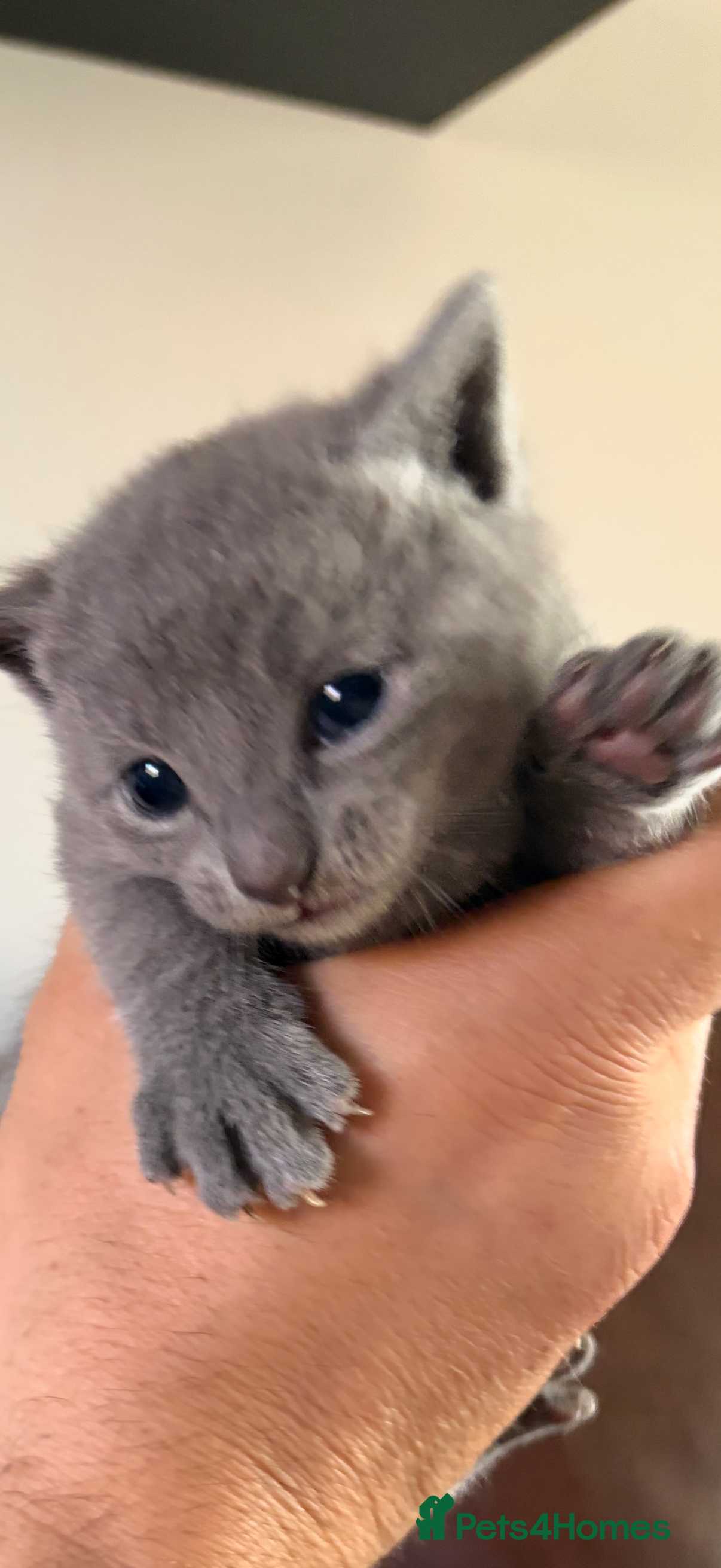 Russian Blue cats 6 Stunning GCCF Russian Blue Kittens 🐾 24th Feb  - Advert 4