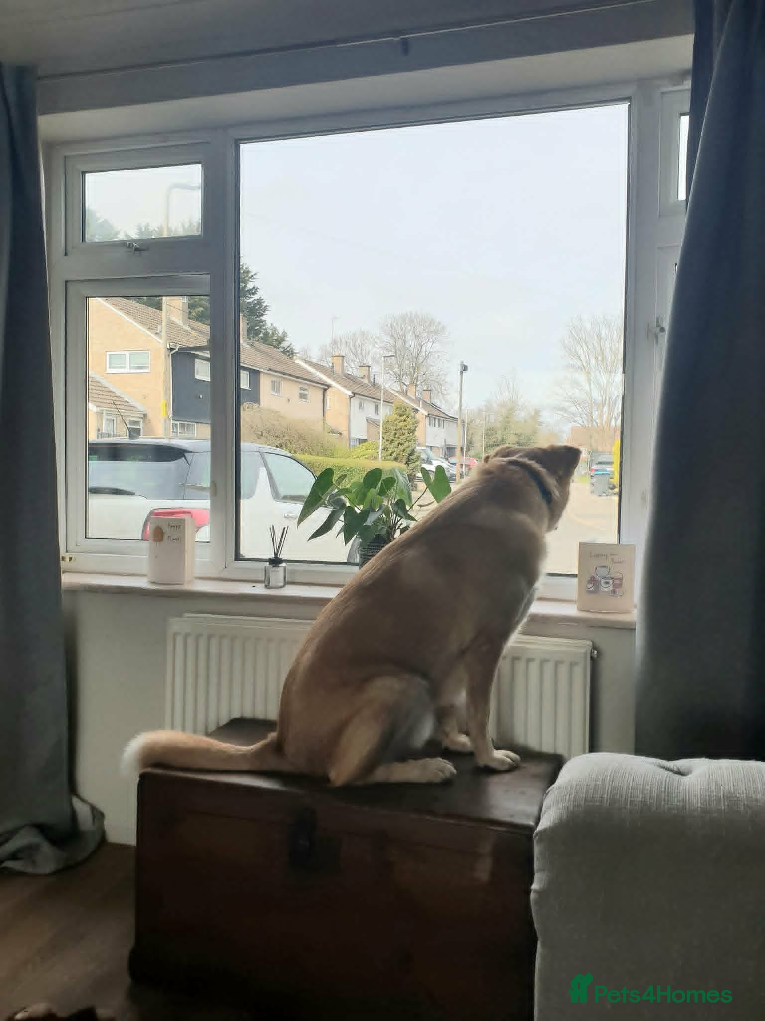 Mixed Breed dogs for adoption:  Finn – 3-Year-Old, Gentle Giant, Boy in Newport Pagnell - Advert 12
