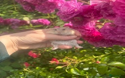 Hamster rodents for sale: Tame Pedigree HAMSTER SALE - ethically bred - Image 10