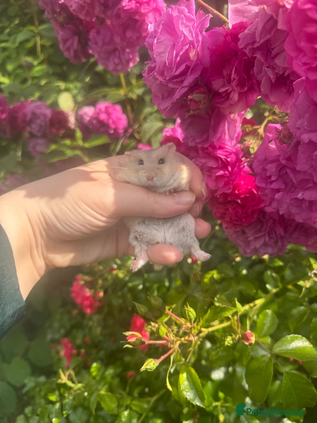 Hamster rodents for sale: Tame Pedigree HAMSTER SALE - ethically bred - Image 10
