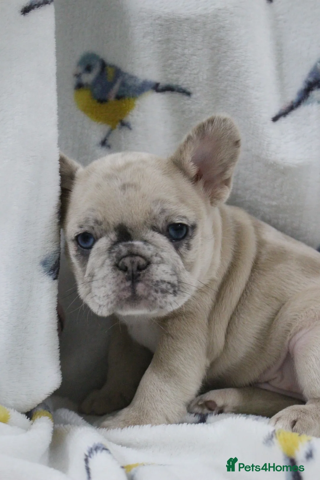 French Bulldog dogs for sale: French Bulldog puppies - Advert 13