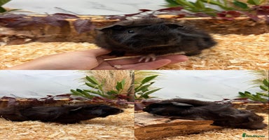 Guinea Pig rodents - Advert 4
