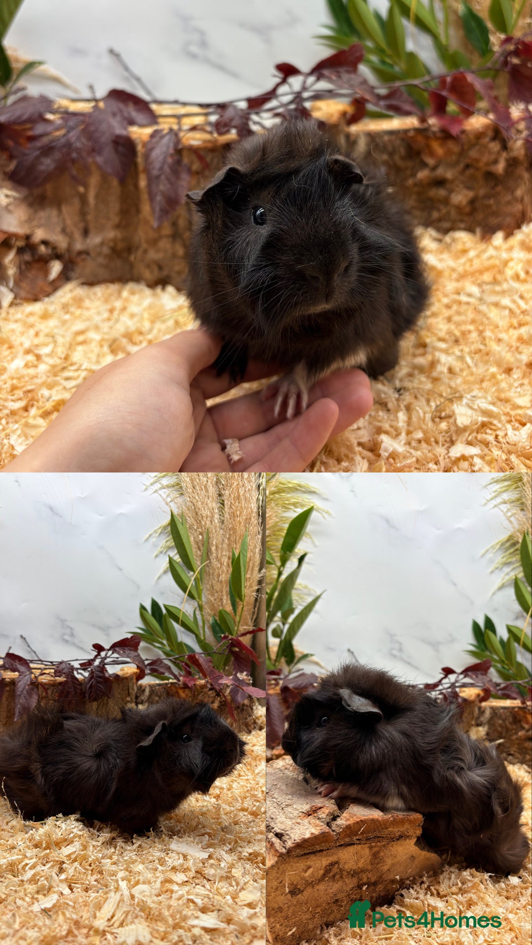 Guinea Pig rodents for sale: ✨Lots of Baby boy Guinea Pigs ✨🐹🩵 - Image 3