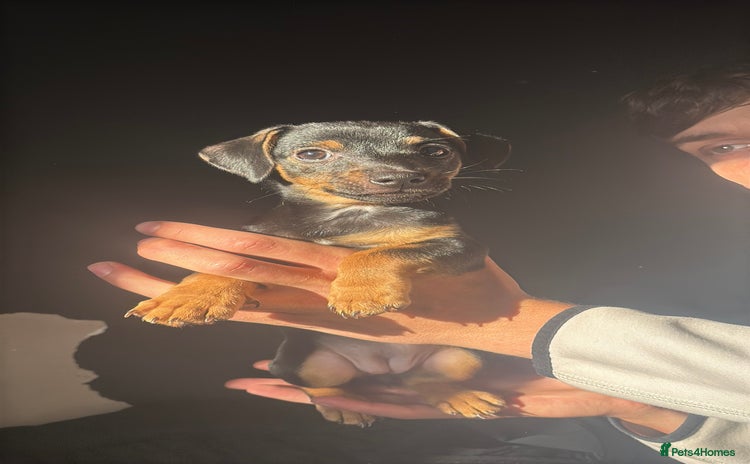 Jack Russell dogs - Advert 4