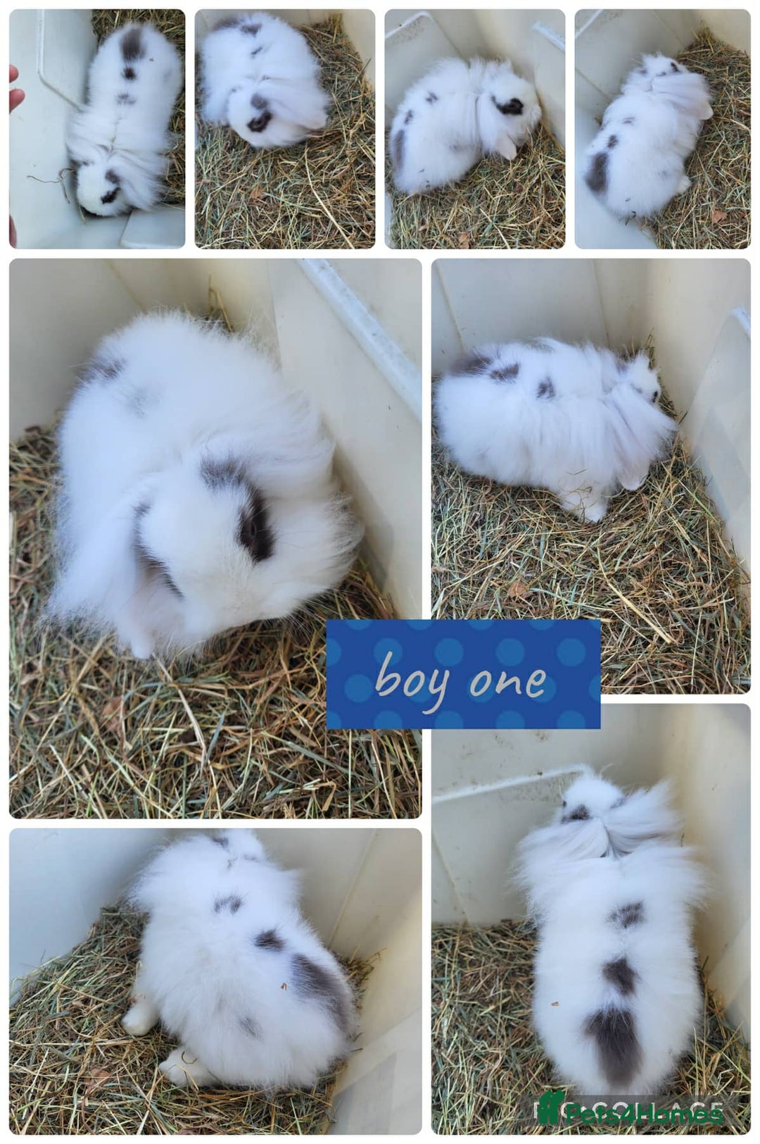 Mini Lion Lop rabbits for sale: 2 beautiful male mini lion lop ready to go  - Advert 2