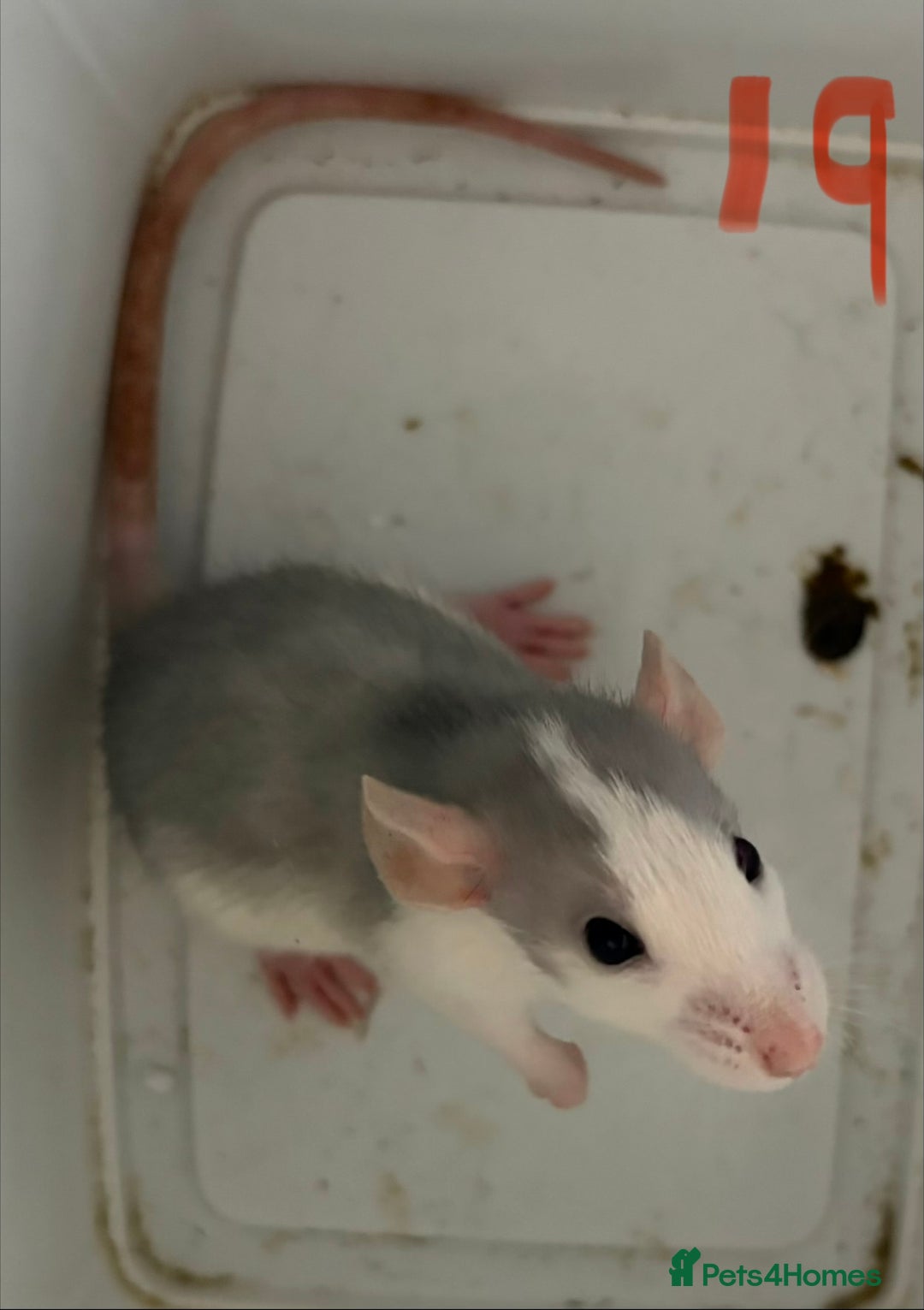Rat rodents for sale: Mixed baby rats  - Image 19