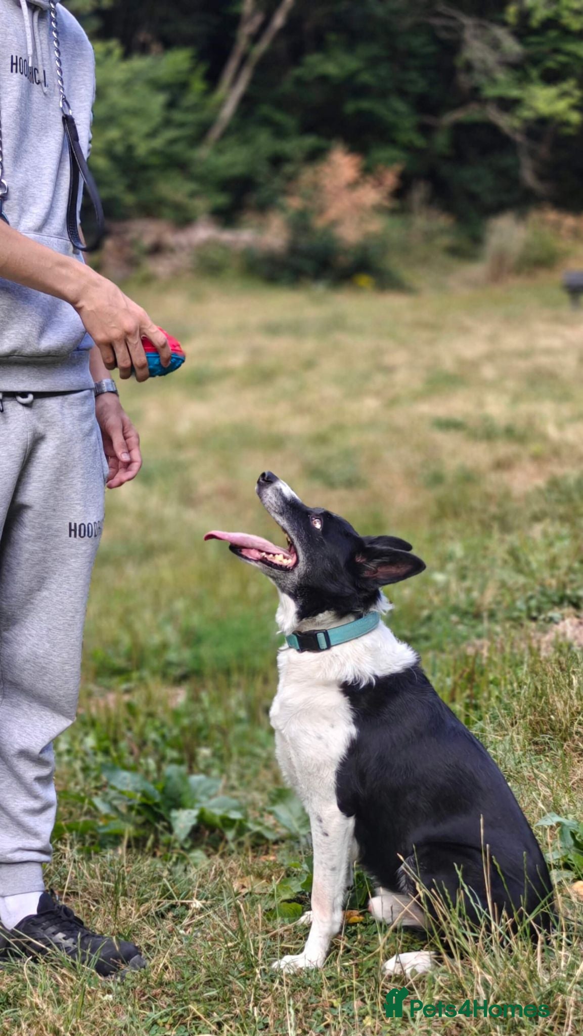 Border Collie dogs Meet Max, looking for a new family or foster home - Advert 2