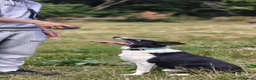 Border Collie dogs for adoption: Meet Max, looking for a new family or foster home - Advert 2