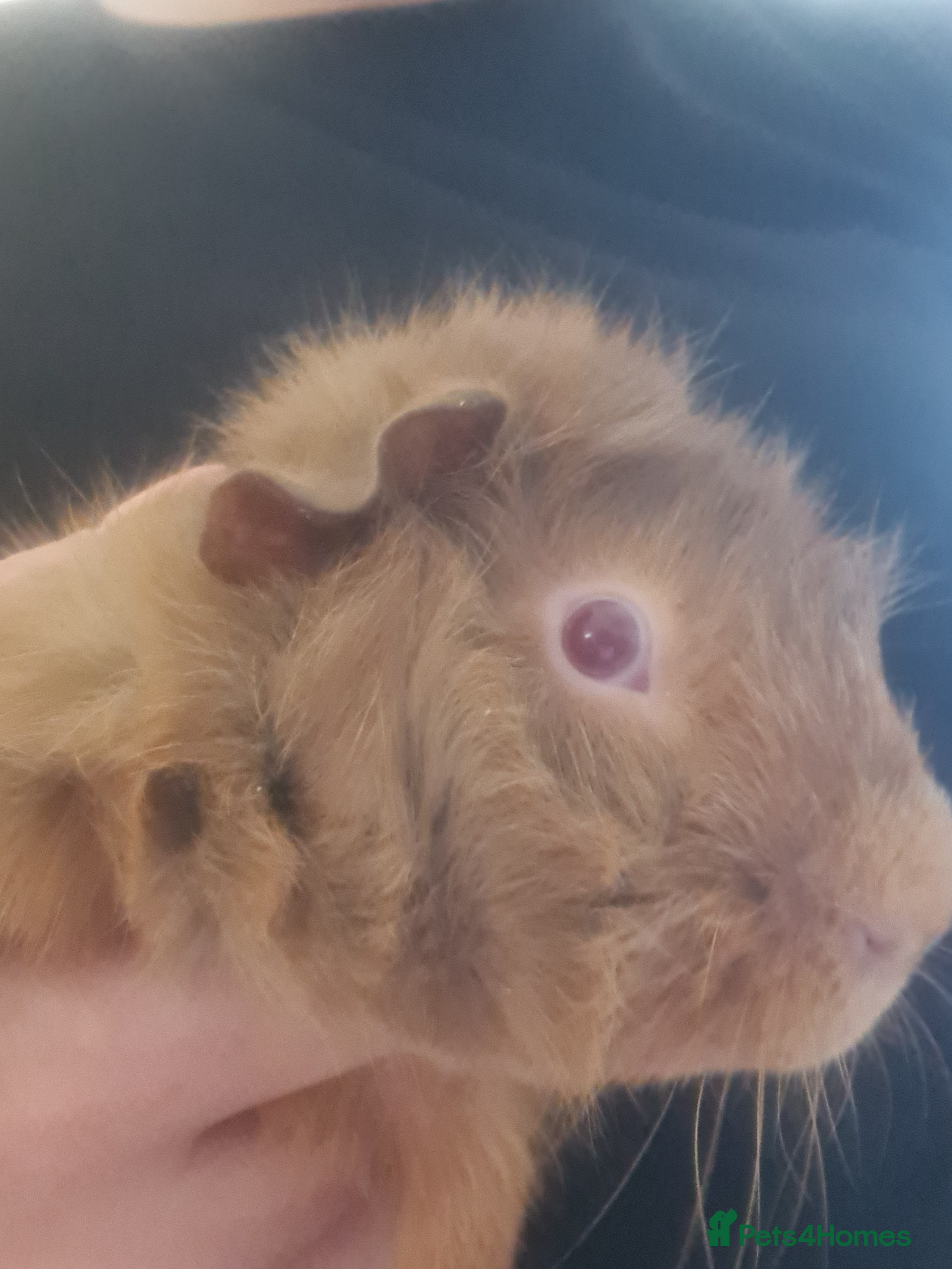 Guinea Pig rodents Rehome - Advert 17