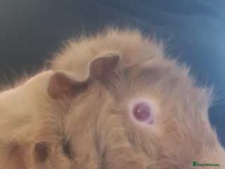 Guinea Pig rodents Rehome - Advert 1
