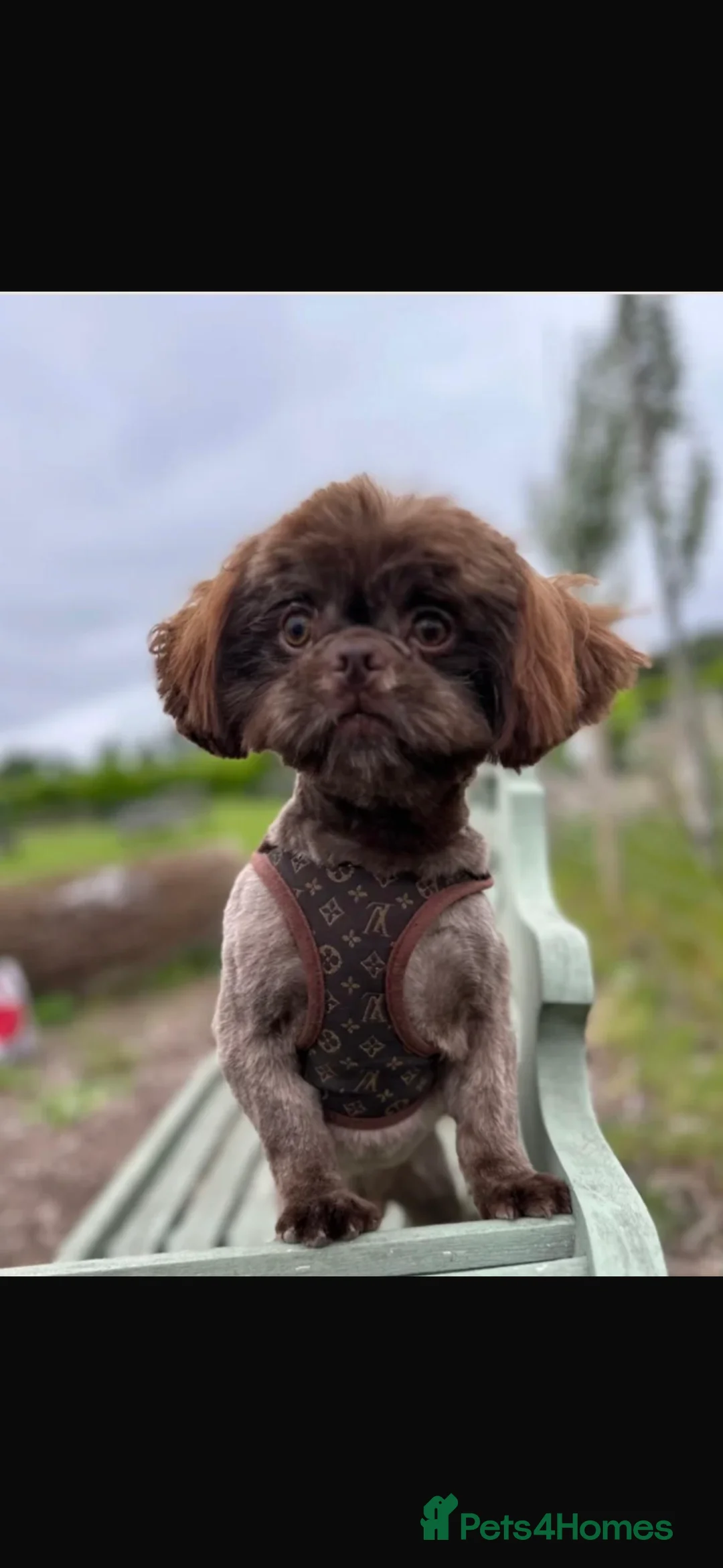 Shih Tzu dogs for sale: Shih Tzu - Advert 5