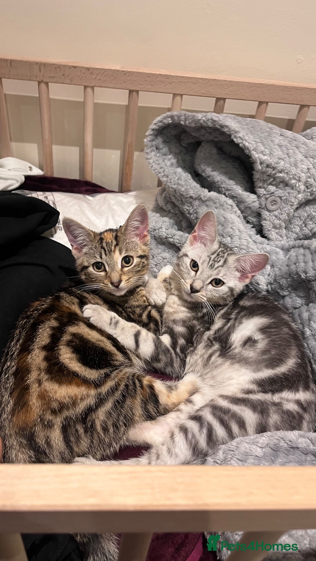 Mixed Breed cats Spiral tabby kittens 😍 - Advert 2