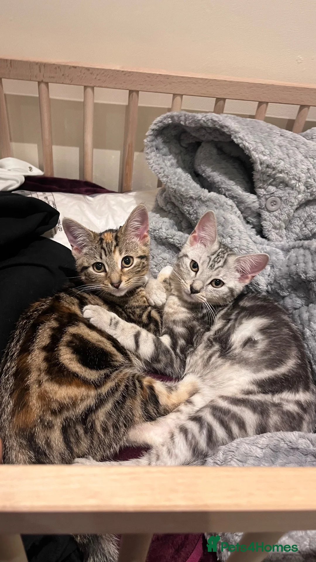 Mixed Breed cats for sale: Spiral tabby kittens 😍 in Hounslow - Advert 1
