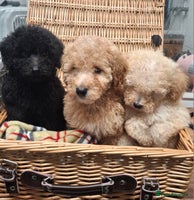 Poodle dogs Minature poodle pups - Advert 6