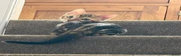 Bengal cats for sale: Pedigree Bengal Kittens - Advert 5