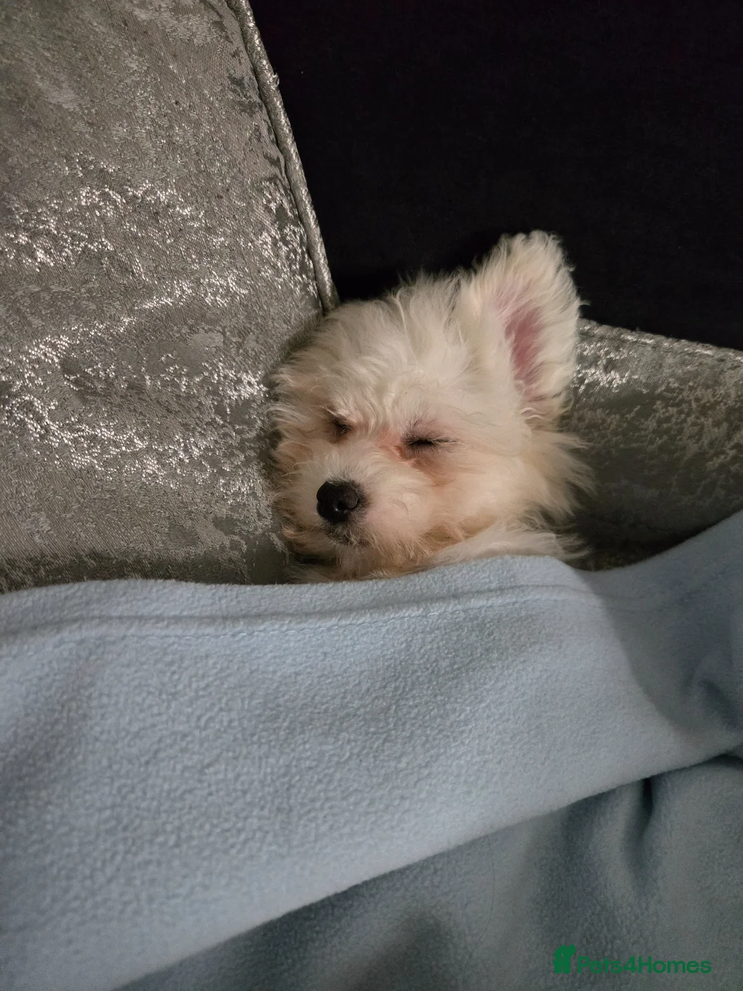 Mixed Breed dogs for sale: 1 year old in Swindon - Advert 3