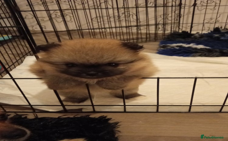 Pomeranian dogs - Advert 11