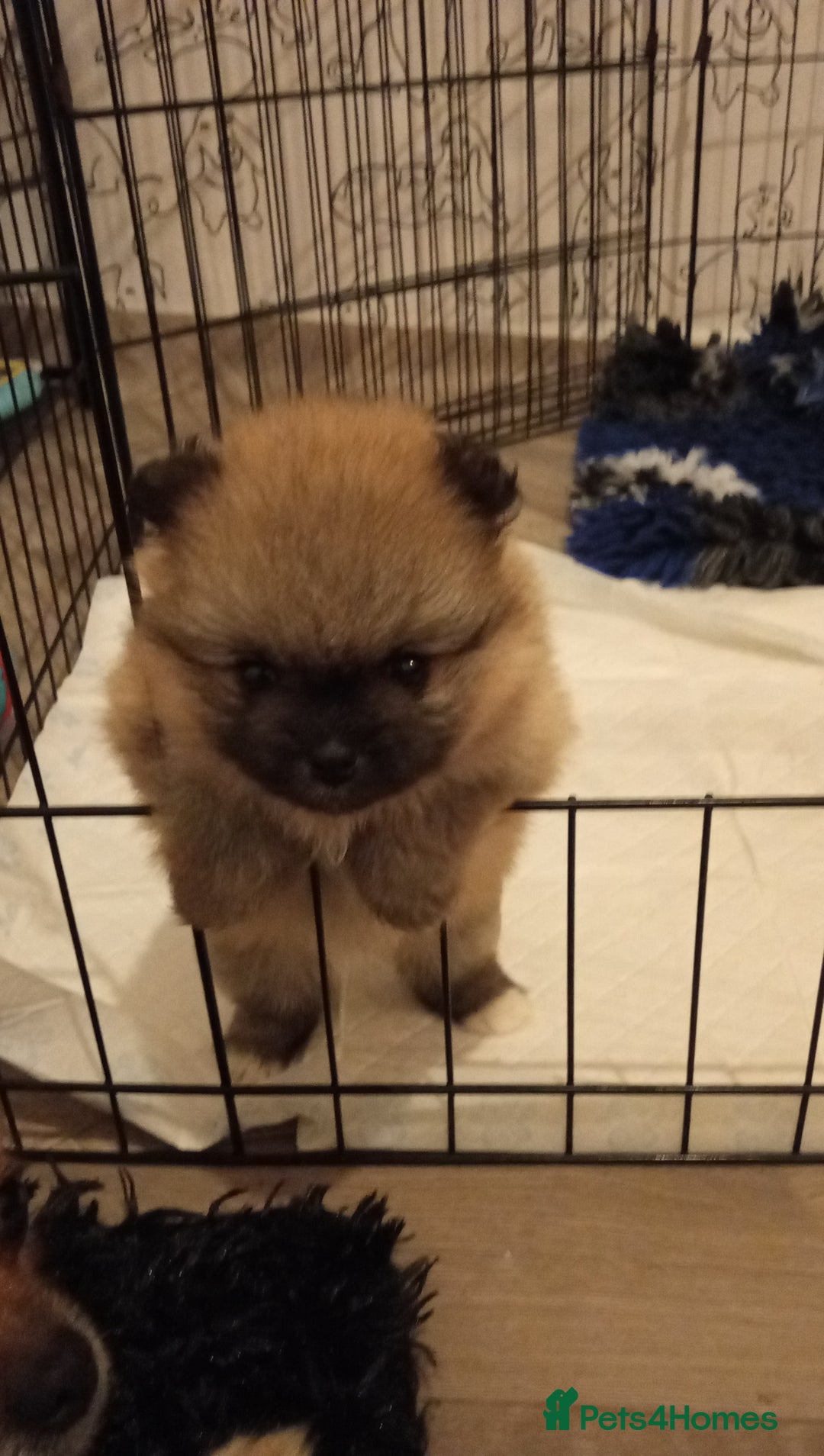 Pomeranian dogs for sale: Teddy Pomeranian girl - Image 2
