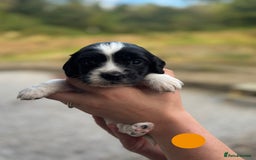 English Springer Spaniel dogs for sale: 🐾 Pedigree English Springer Spaniel Puppies 🐾 - Image 14