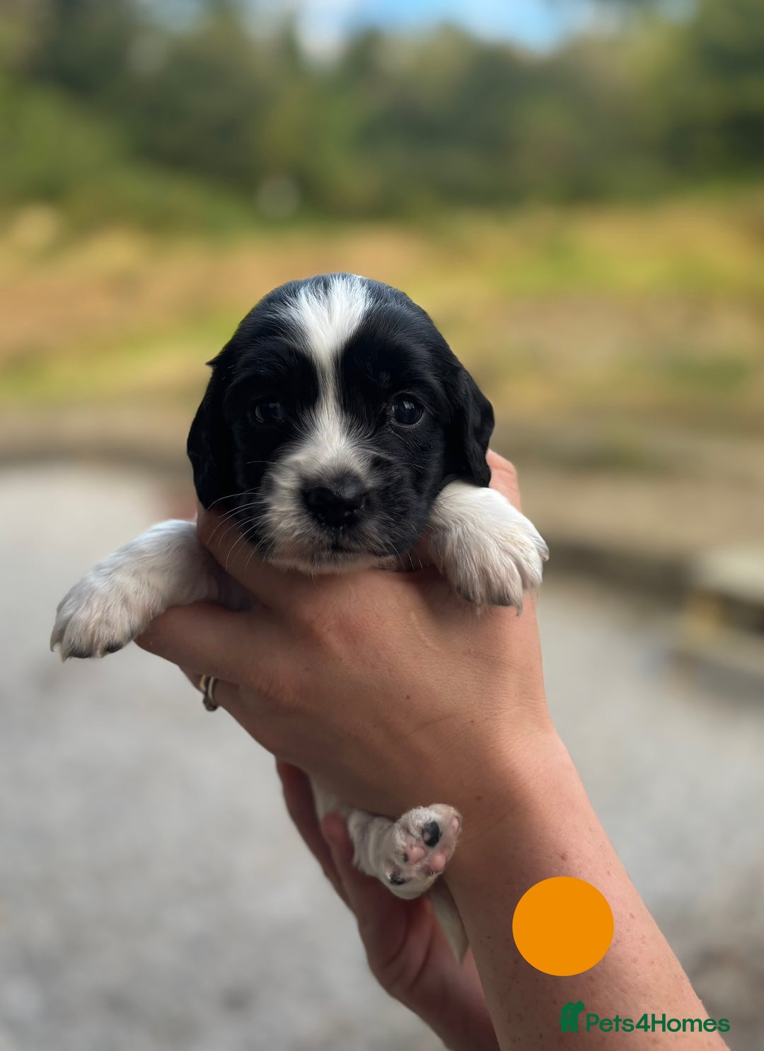 English Springer Spaniel dogs for sale: 🐾 Pedigree English Springer Spaniel Puppies 🐾 - Image 14