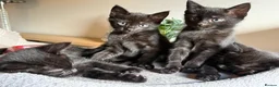 Bombay cats for sale: Kittens for sale  in Marlborough - Advert 4