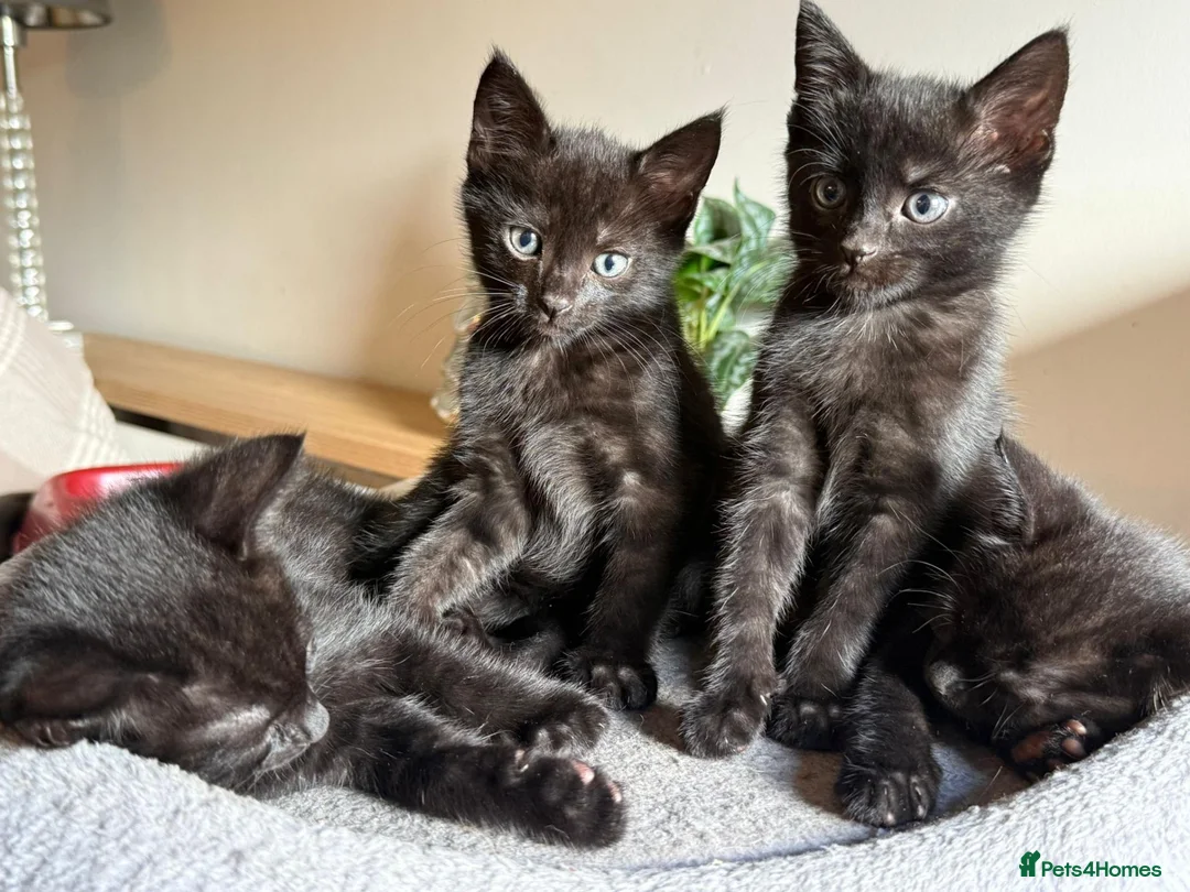 Bombay cats for sale: Kittens for sale  in Marlborough - Advert 4