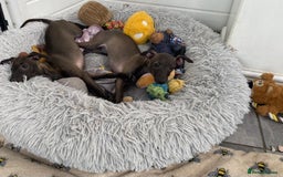 Italian Greyhound dogs for sale: ITALIAN GREYHOUND PUPPIES  - Image 5