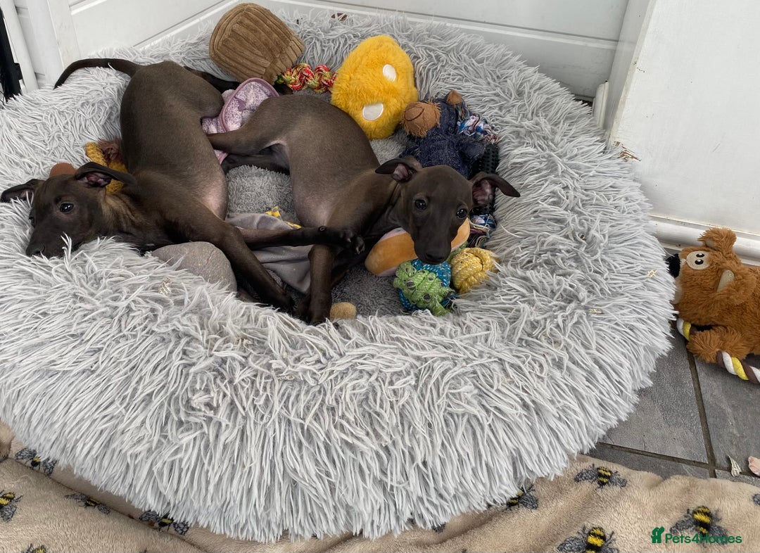 Italian Greyhound dogs for sale: ITALIAN GREYHOUND PUPPIES  - Image 5
