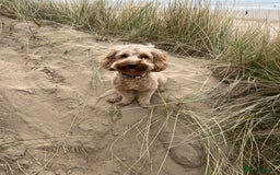 Cockapoo dogs for sale: Mabel – 3-Year-Old Cockapoo  - Image 5