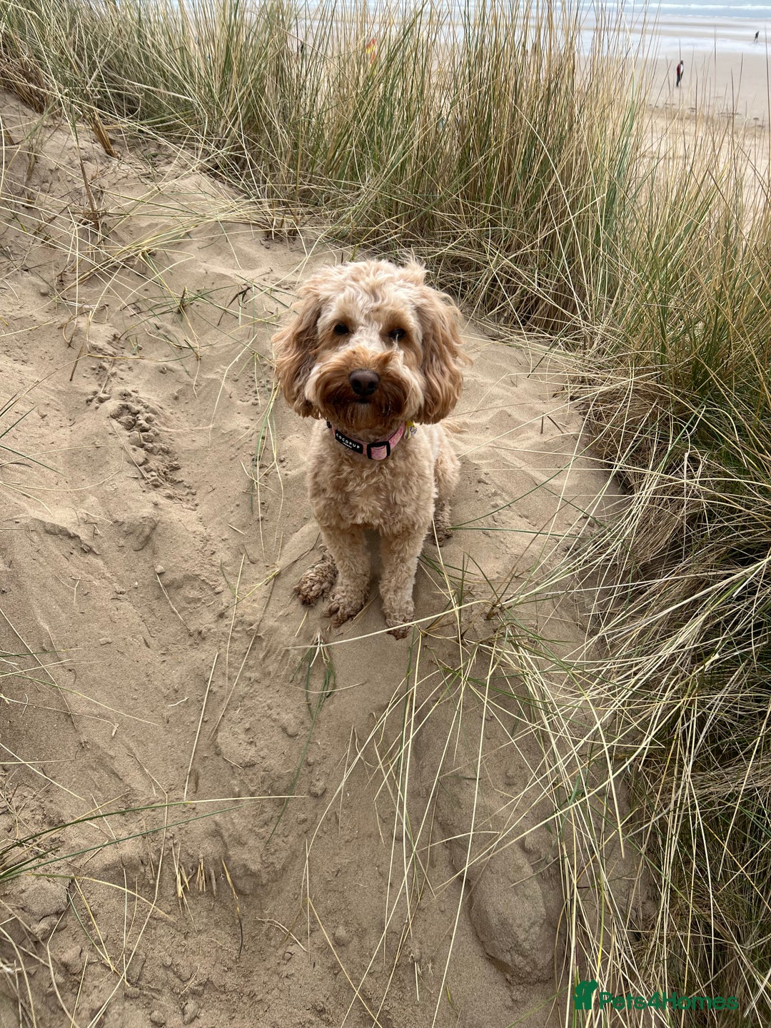 Cockapoo dogs for sale: Mabel – 3-Year-Old Cockapoo  - Image 5