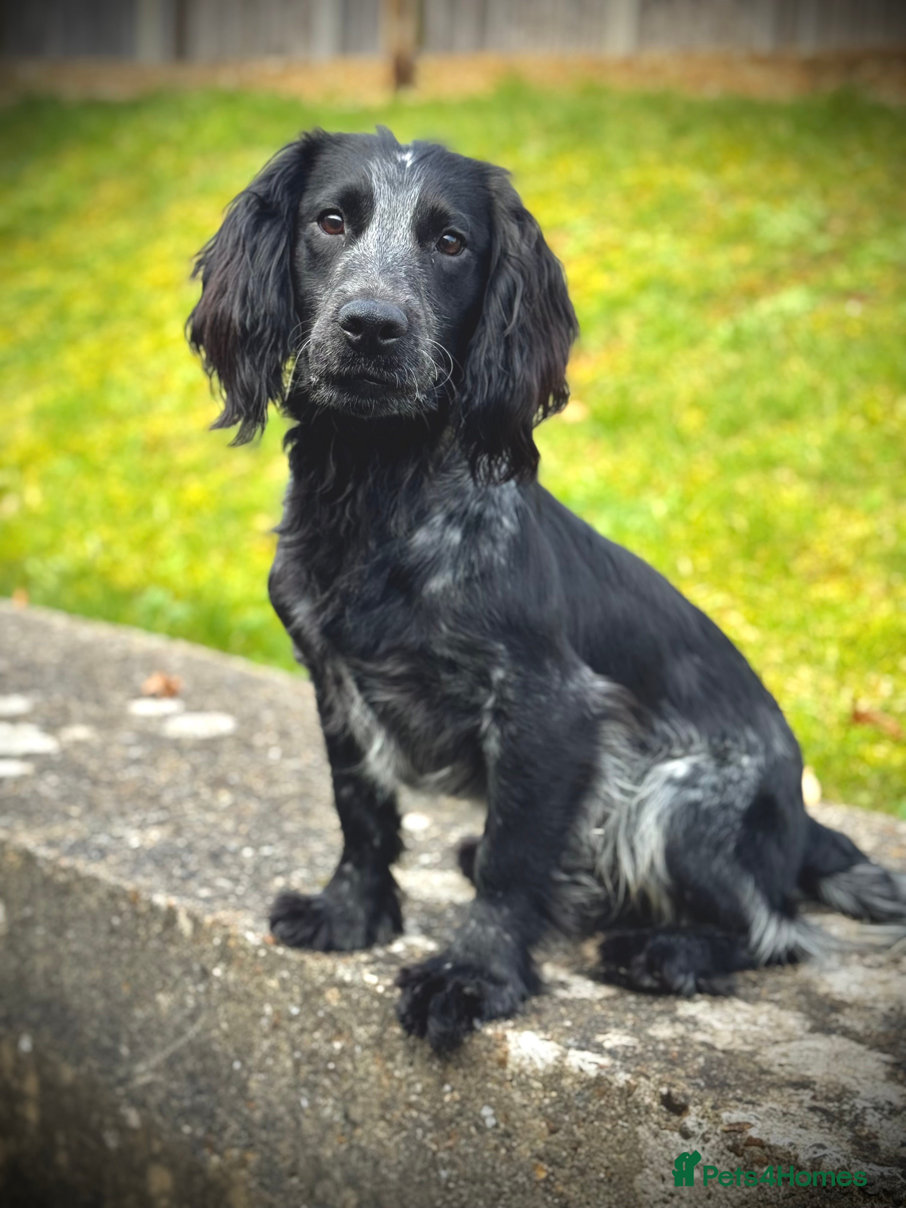 Cocker Spaniel dogs Blue Roan working cocker  - Advert 13