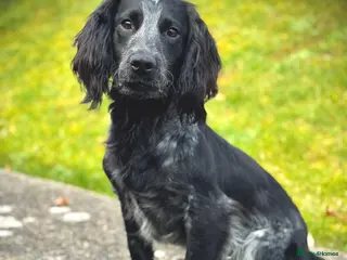 Cocker Spaniel dogs Blue Roan working cocker - Advert 13