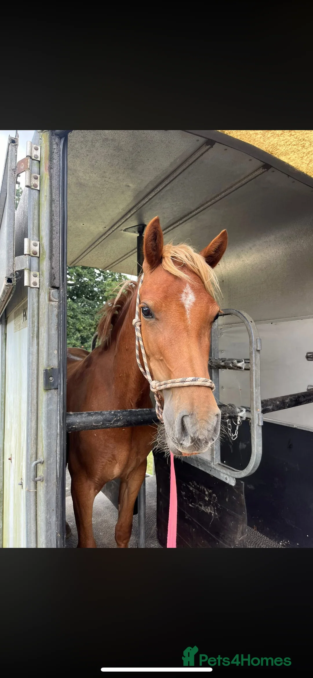Welsh Section B horses for sale: ELSA🧡 - Advert 4