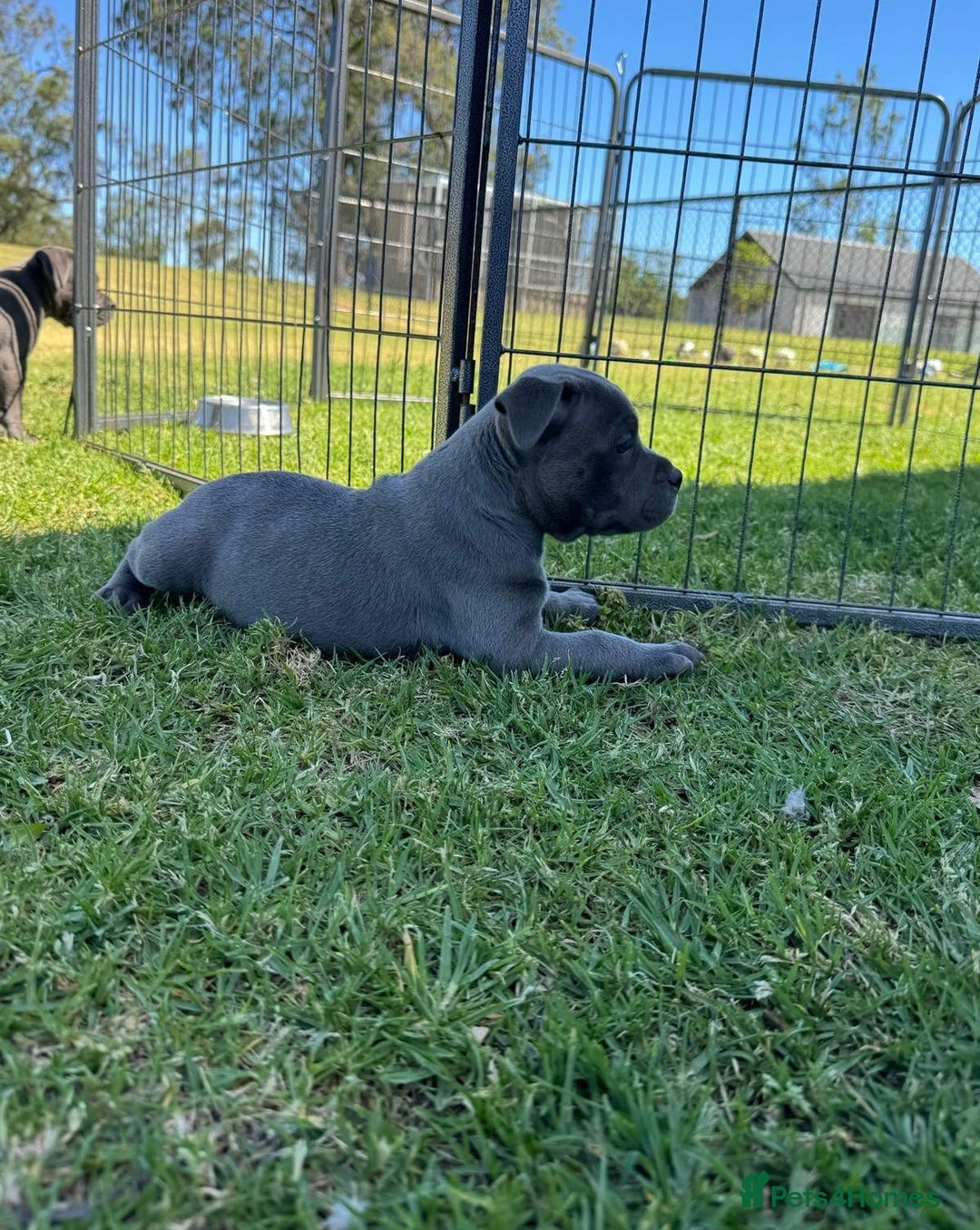 Staffordshire Bull Terrier dogs for sale: Ultimate healthy blueish Staffordshire bullies  - Image 4