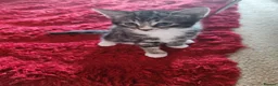 Mixed Breed cats for sale: Two adorable female tabby kittens for sale in Dunstable - Advert 6