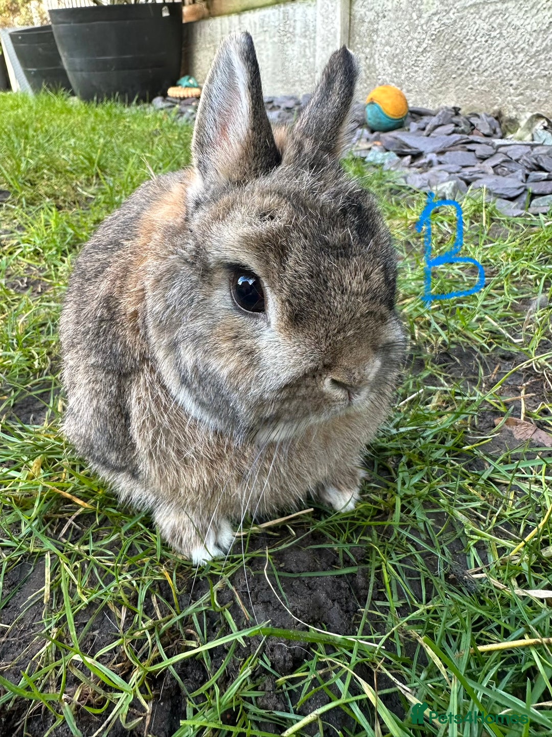 Netherland Dwarf rabbits for sale: Netherland Dwarf Rabbits for sale  - Advert 2