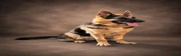 German Shepherd dogs for stud: Harvonock's King Koda @ stud - Advert 8