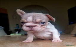 French Bulldog dogs for sale: Beautiful French bulldogs - Image 27