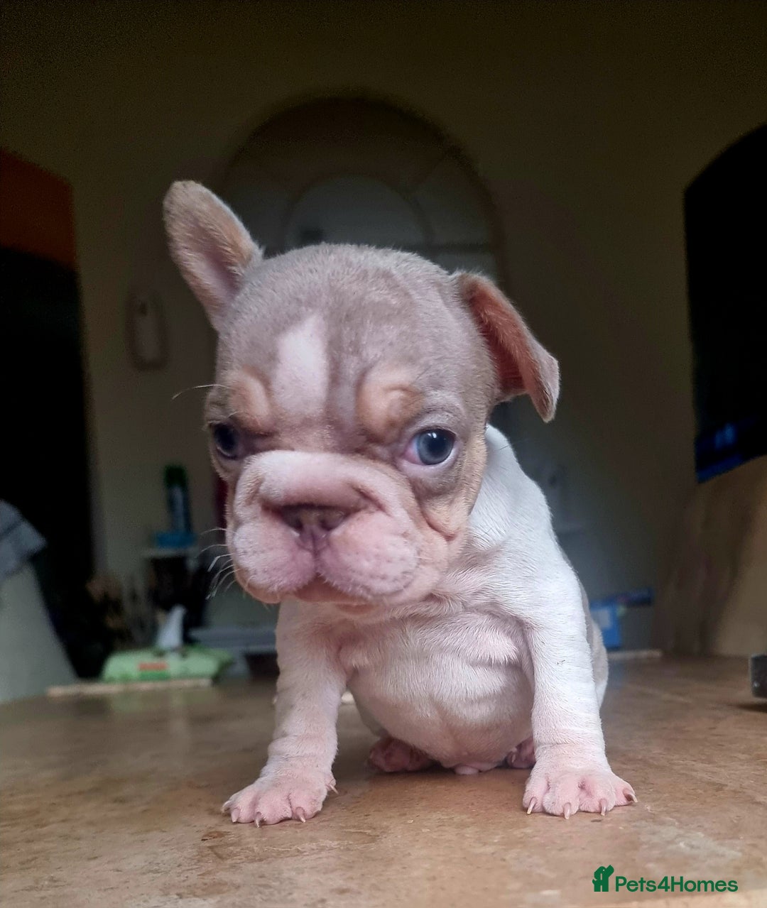 French Bulldog dogs for sale: Beautiful French bulldogs - Image 27