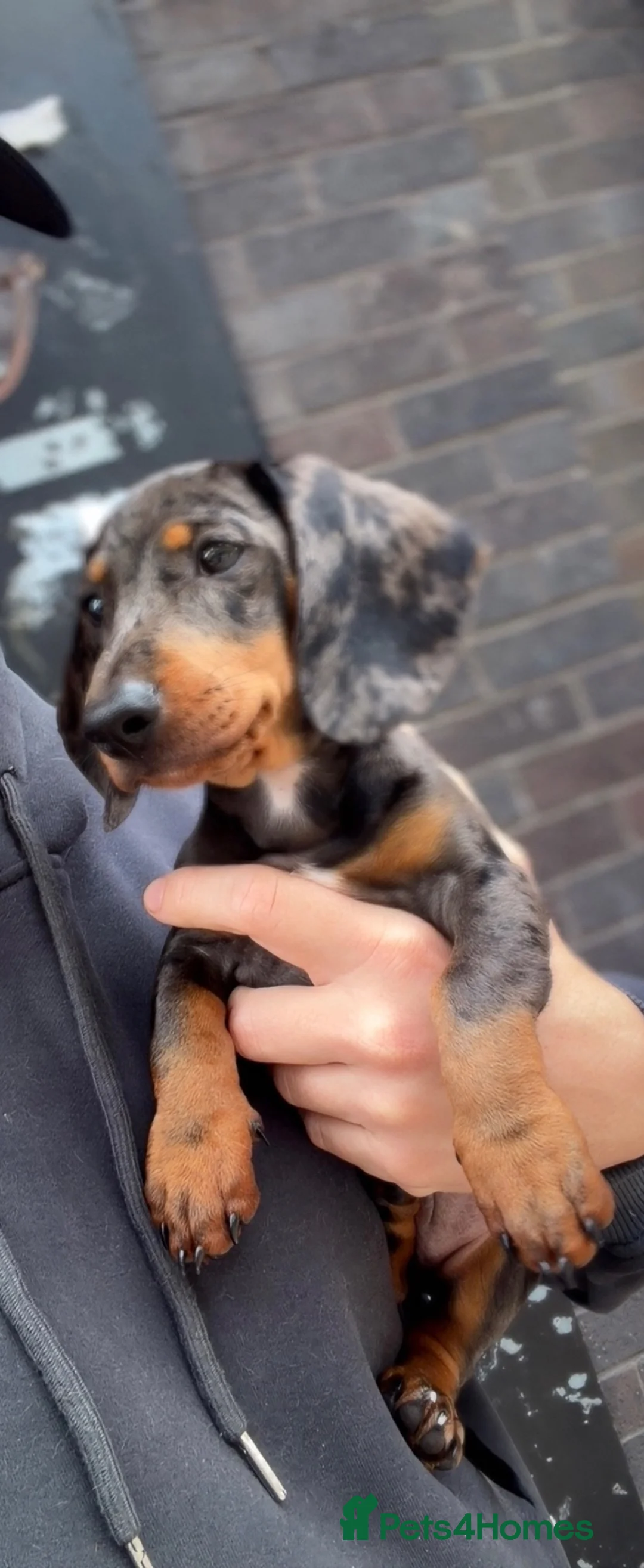 Dachshund dogs for sale: Dachshund - Advert 3