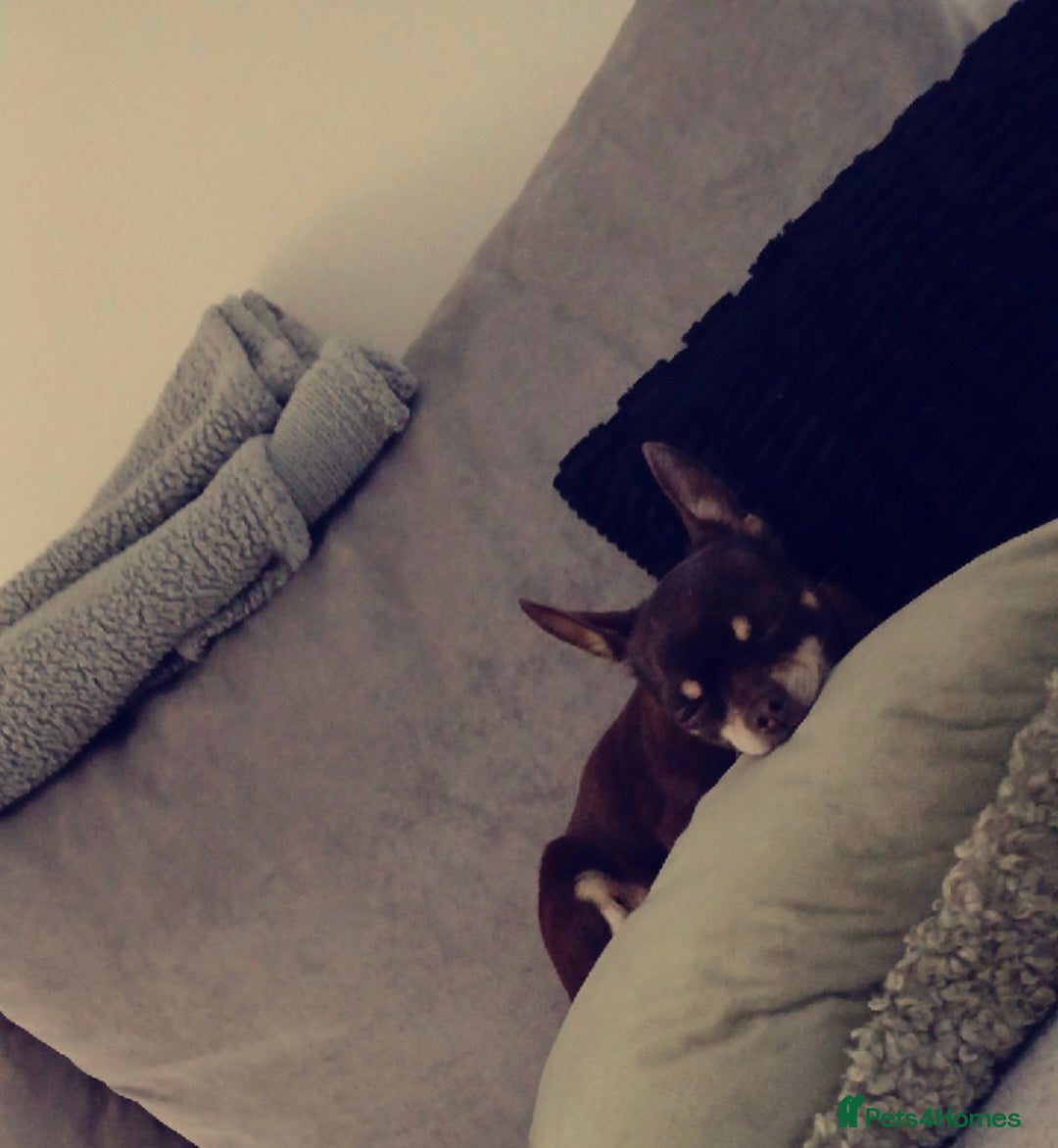 Chihuahua dogs for sale: 3 female and 1 male chihuahua puppies.  - Image 17