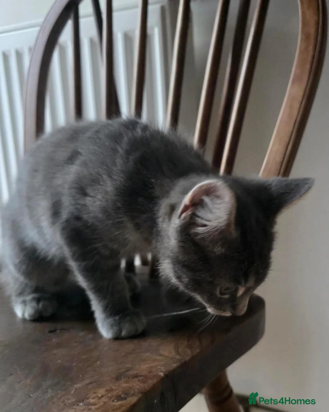 Mixed Breed cats for sale: 3 Norwegian Forrest x Persian Chinchilla kittens - Advert 2
