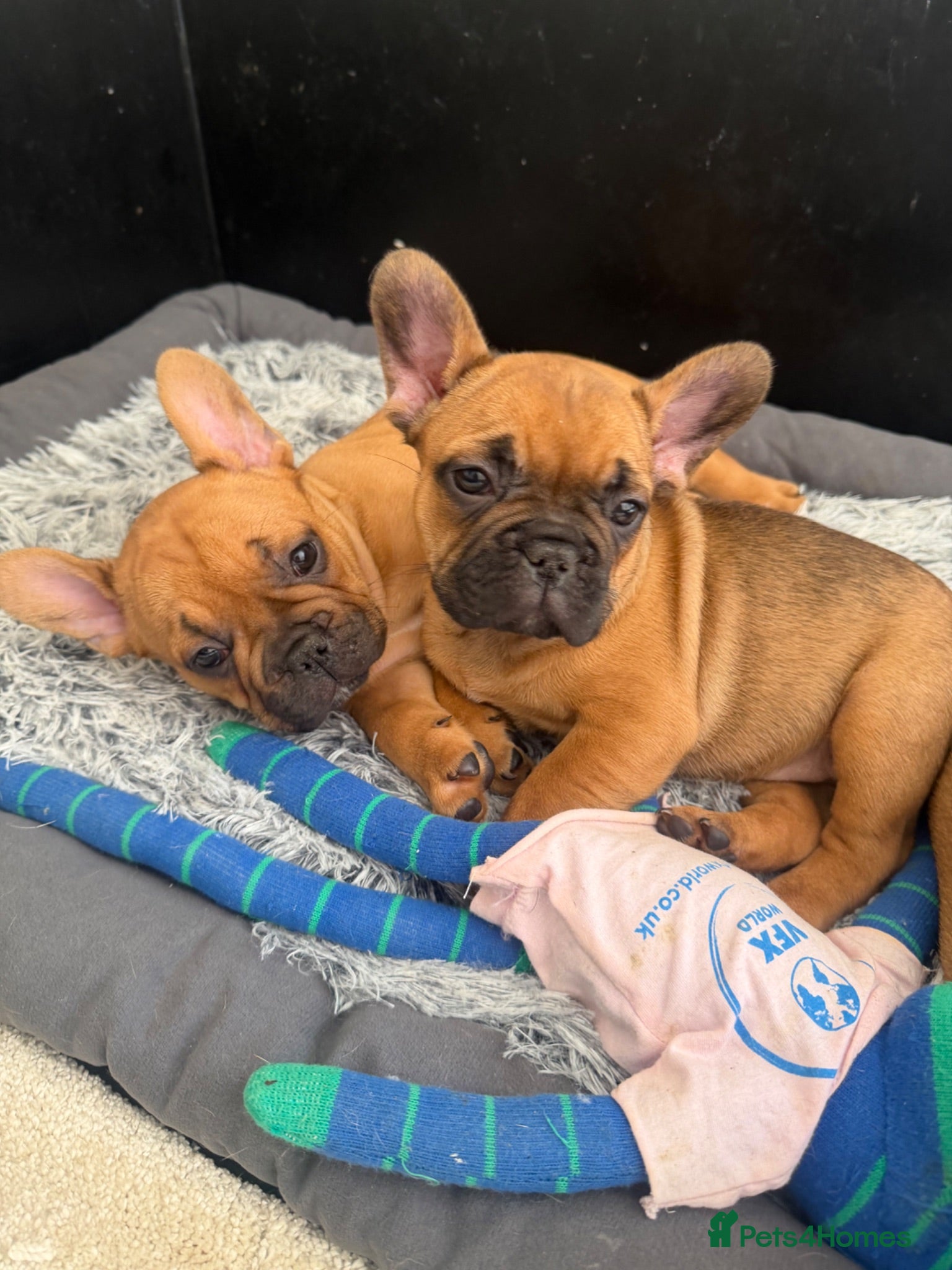 French Bulldog dogs Beautiful, original red fawns  - Advert 1