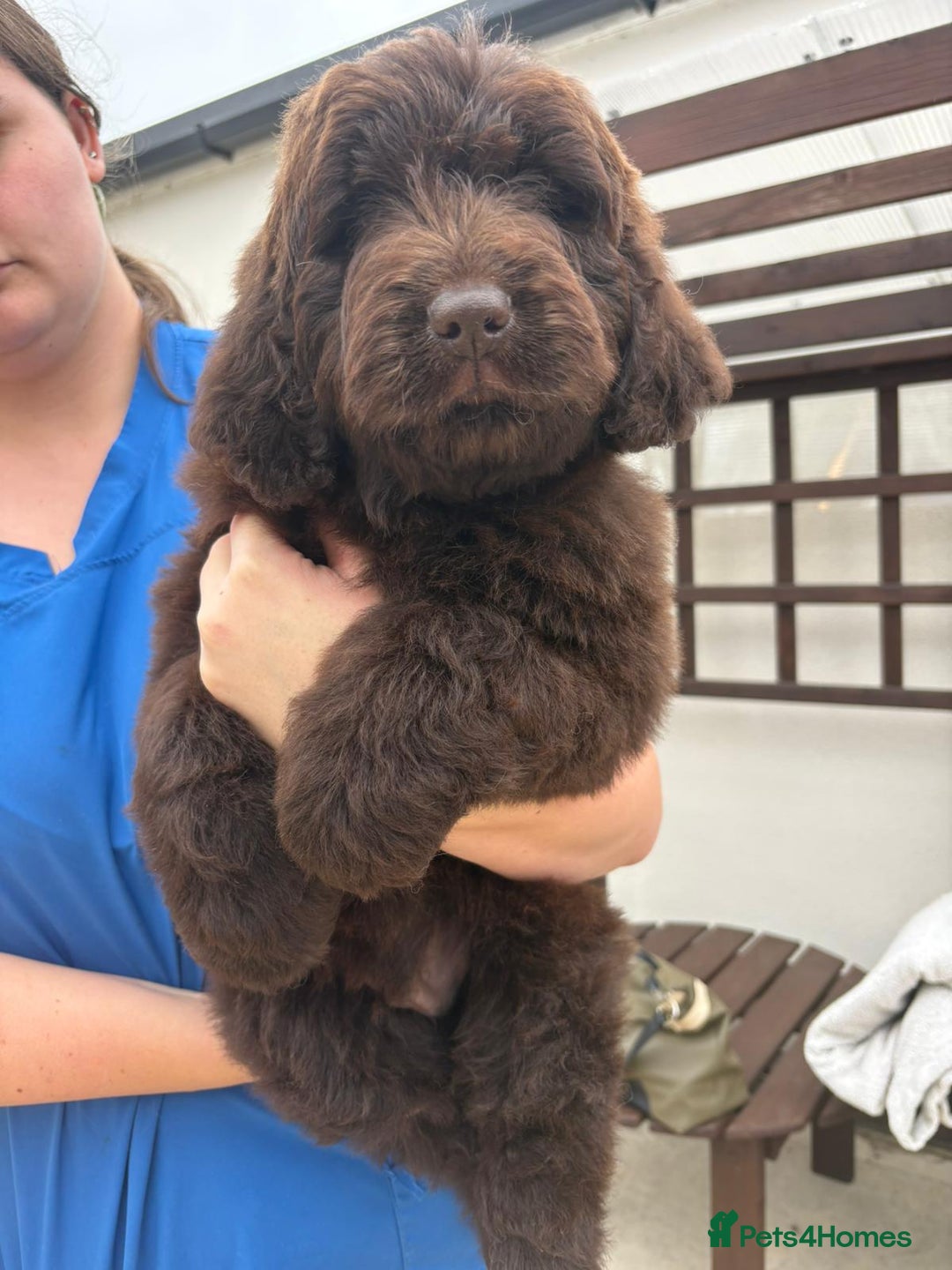 Newfypoo Puppy Adult Newfiedoodle Miniature Newfypoo Mini